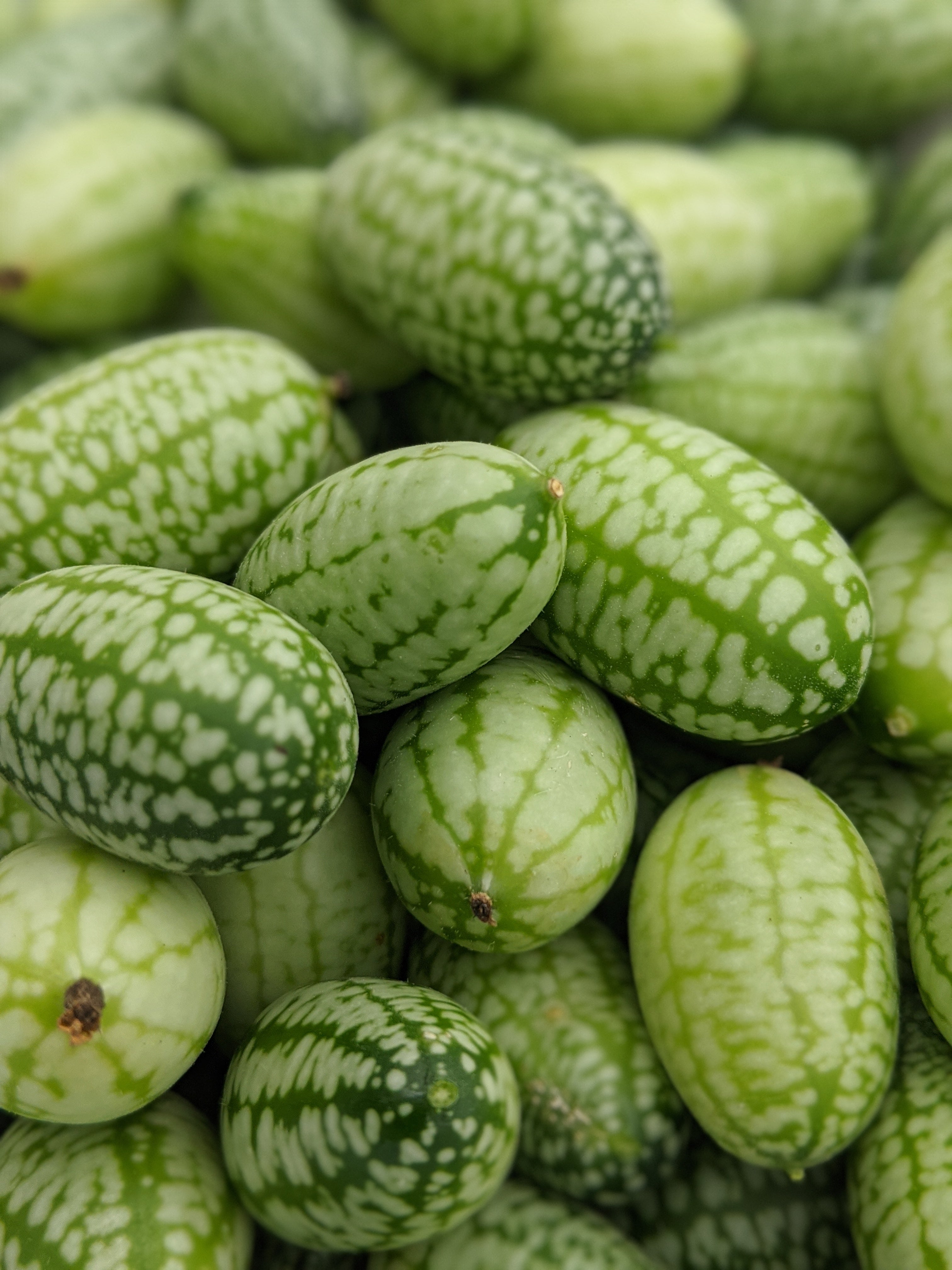 Vibrant home grown cucamelons, they look like baby watermelons and taste like a cucumber. Great for pickles!